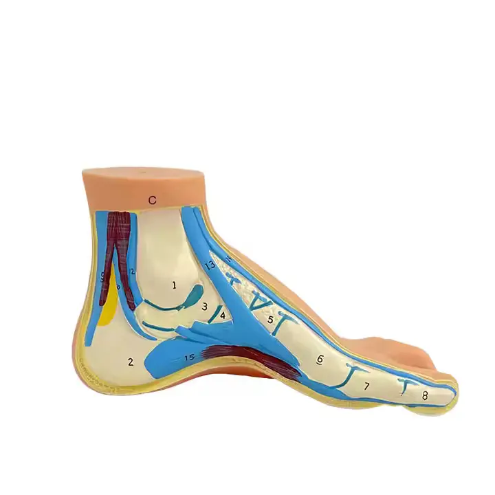 Wholesale Medical Anatomy Models Vendor for Operating Room 2
