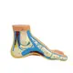 Wholesale Medical Anatomy Models Vendor for Operating Room 2