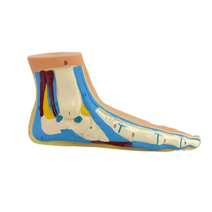 Wholesale Medical Anatomy Models Vendor for Operating Room 4