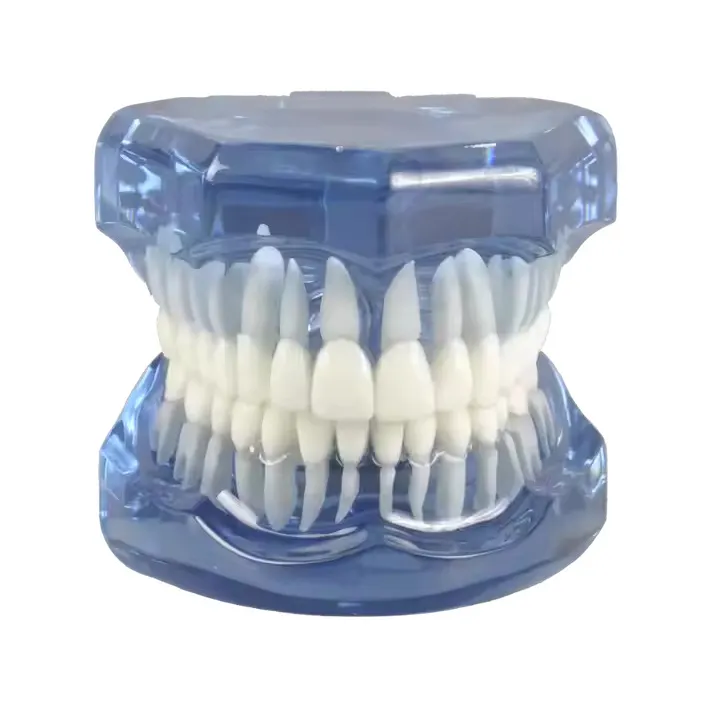 Durable Medical Skull Model Medical Skull Model Company 3