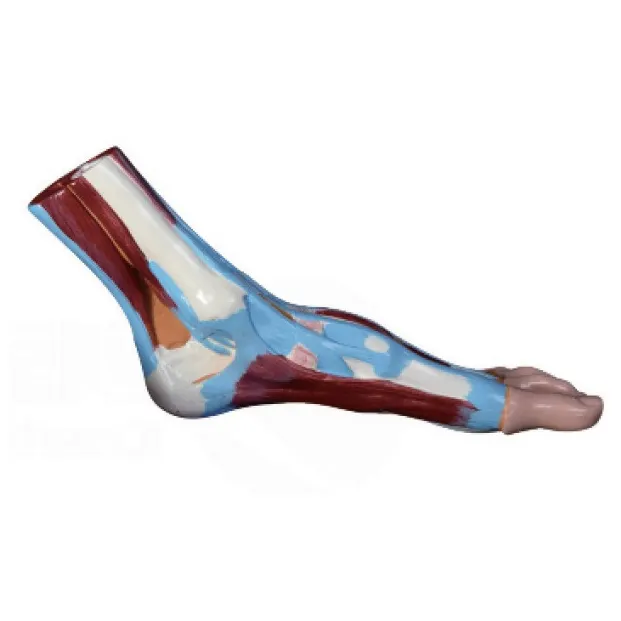 INNORKOM Anatomical Shoulder Model INC-02Fmanufacturer 2