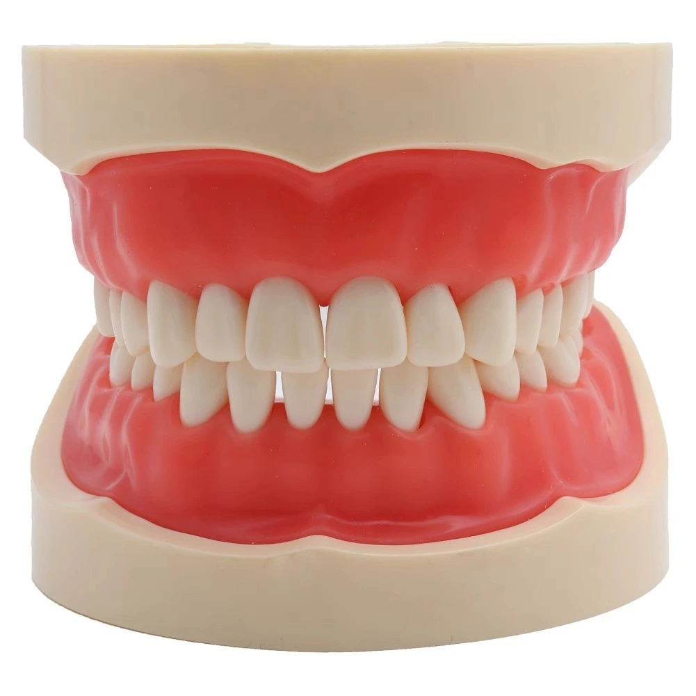 Transparent Soft Gum Teeth Model | INNORKOM 1