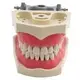 Sterile and Corrosion Resistant Medical Anatomy Models for Medical Grade 2