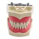 Sterile and Corrosion Resistant Medical Anatomy Models for Medical Grade 4