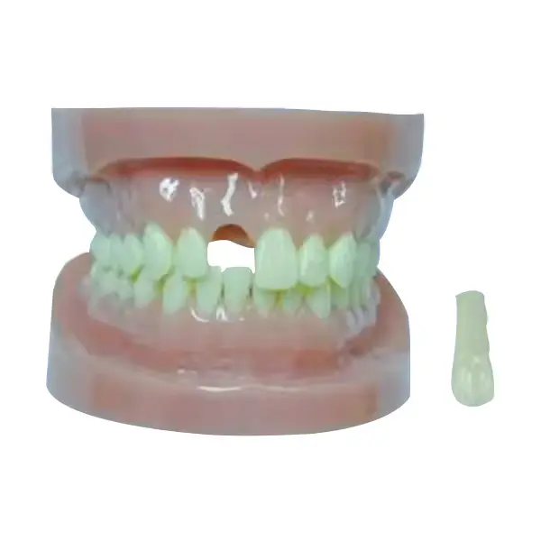 Medical Skull Model for Operating Room INC-03Tfactory 3