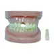 Medical Skull Model for Operating Room INC-03Tfactory 3