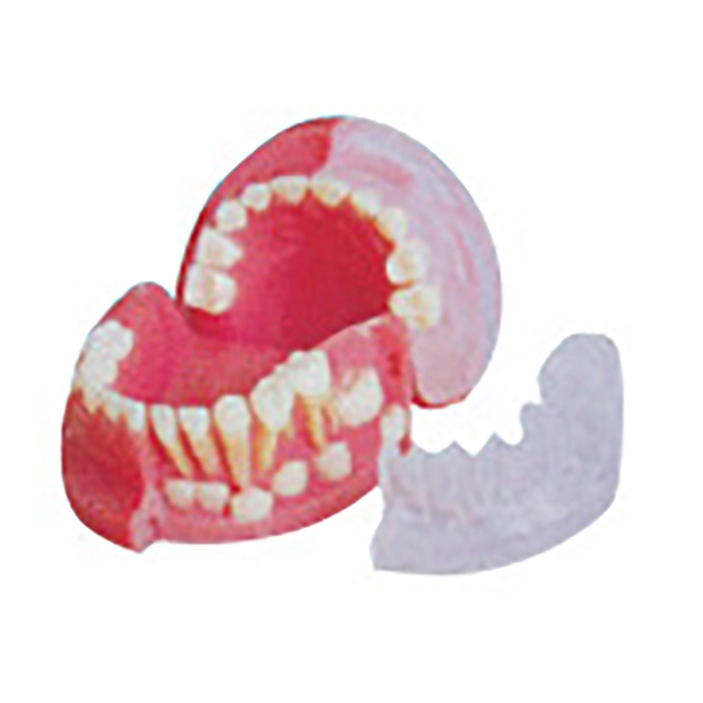Alternation of Deciduous Teeth and Permanent Teeth Model | INNORKOM 1