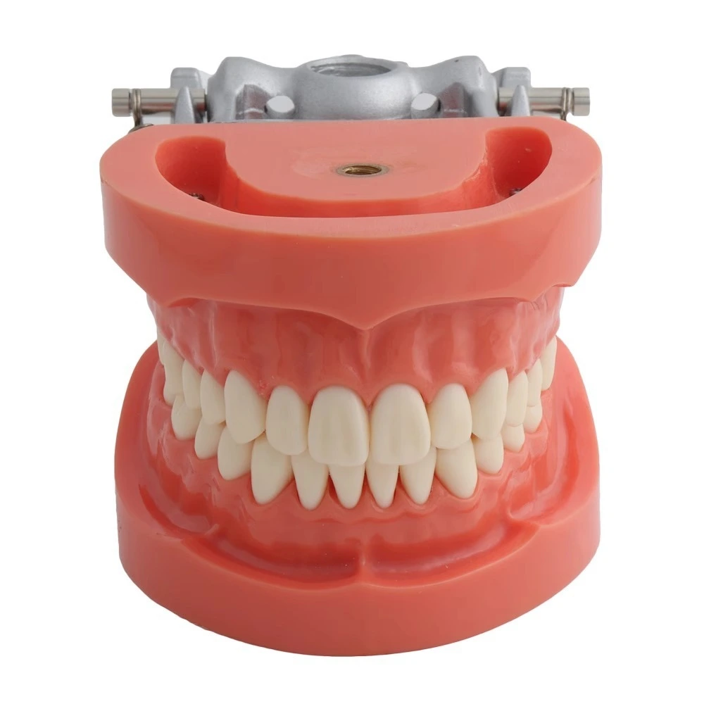 Standard Teeth Model | INNORKOM 1
