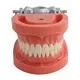 3d Anatomy Model Company for Medical GradeINC-05T 3