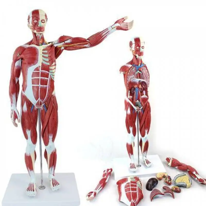 80CM Human Muscle Model Male (27 Parts) | INNORKOM 1