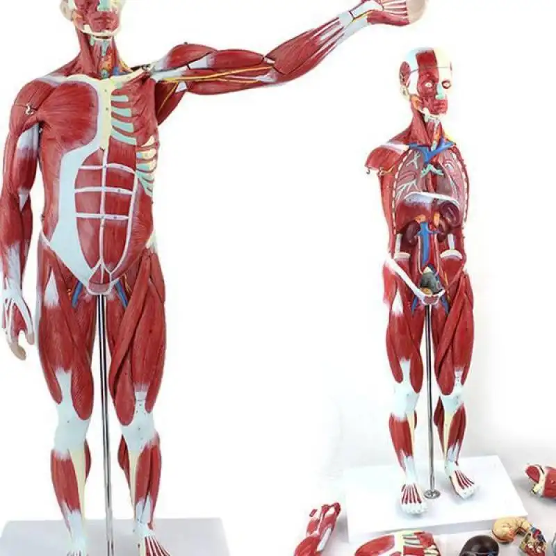 Sterile and Corrosion Resistant Human Body Anatomy Model Manufacturer for Operating Room 3