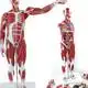 Sterile and Corrosion Resistant Human Body Anatomy Model Manufacturer for Operating Room 3