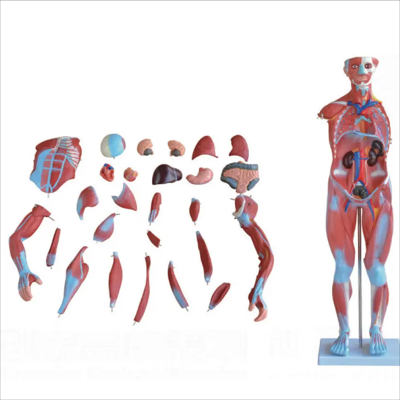 Sterile and Corrosion Resistant Human Body Anatomy Model Manufacturer for Operating Room 2