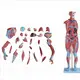 Sterile and Corrosion Resistant Human Body Anatomy Model Manufacturer for Operating Room 2