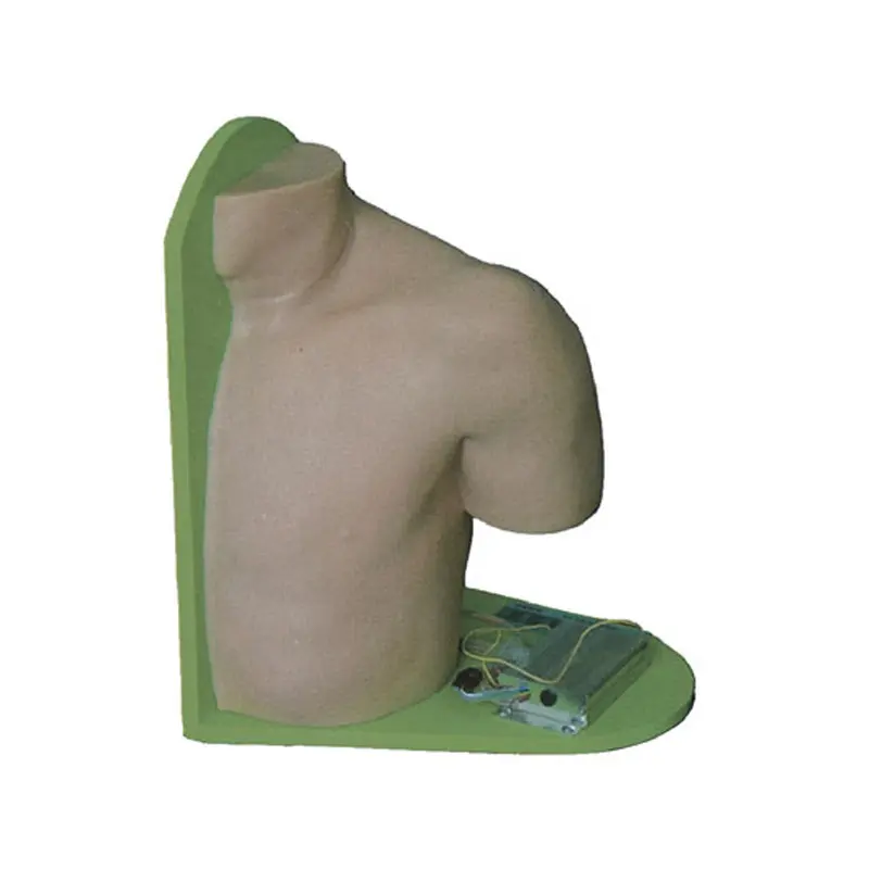Medical Anatomy Models INC-IM100 INNORKOMmanufacturer 2