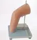 Durable Medical Anatomy Models Factory for Medical Grade 2