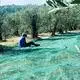 Green Net Supplier Within 30 Days of Receiving the Deposit. - - WINCO 7