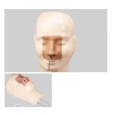 Medical Anatomy Models INNORKOM - for Medical Grade - INNORKOM 3