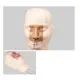 Medical Anatomy Models INNORKOM - for Medical Grade - INNORKOM 3