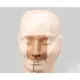 Medical Anatomy Models INNORKOM - for Medical Grade - INNORKOM 2