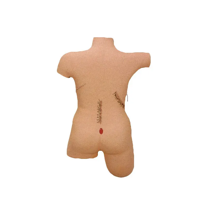 Modelos de anatomia médica estéril e resistente à corrosão para sala de operações 3
