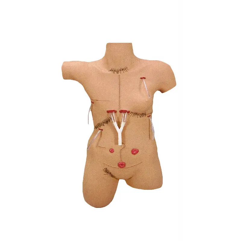 Modelos de anatomia médica estéril e resistente à corrosão para sala de operações 2