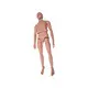 Medical 3d Models INNORKOM INC-208Mfactory 2
