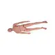 Medical 3d Models INNORKOM INC-208Mfactory 3