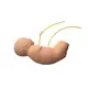 Medical Educational Models INNORKOM INC-VM09company 2