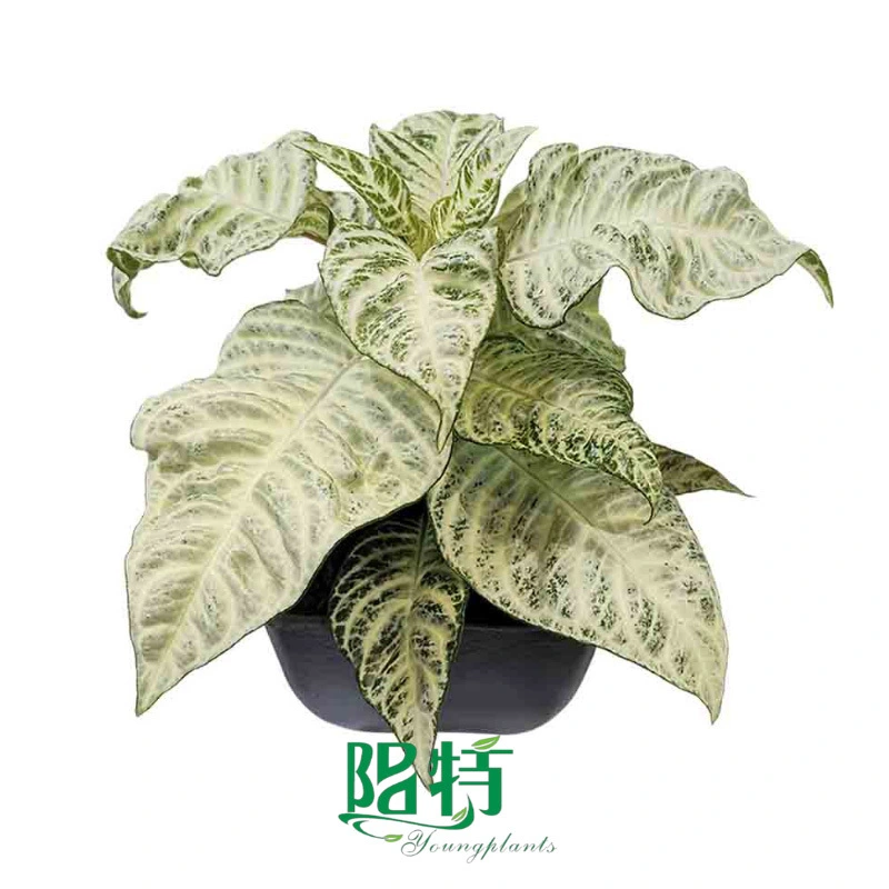 Aphelandra squarrosa 'White Wash' Indoor Live Tissue Culture Young Plants 1