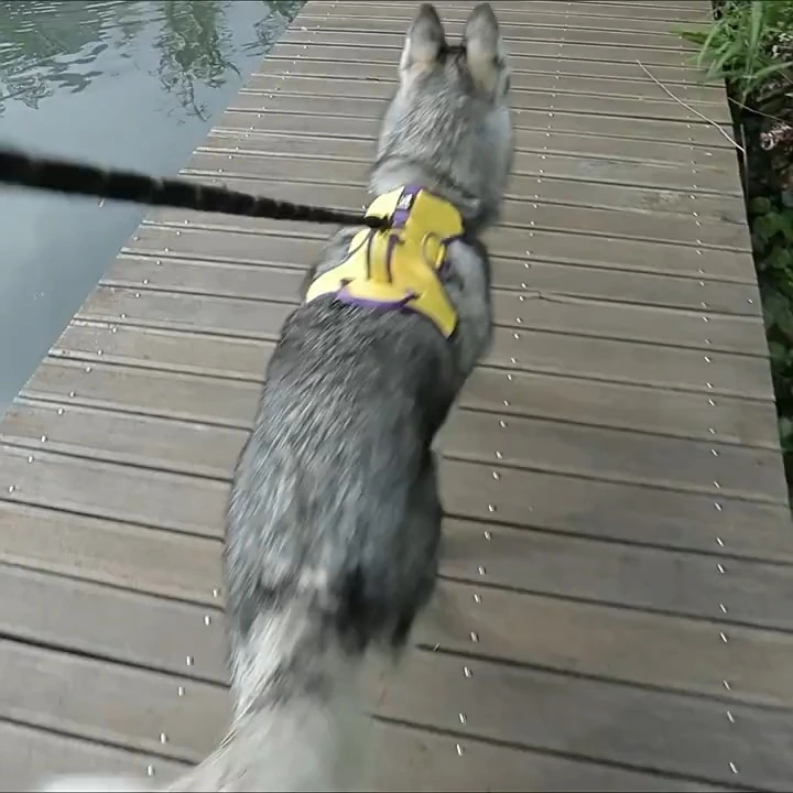 Light reflective and anti burst harness for meduim and large dogs 1