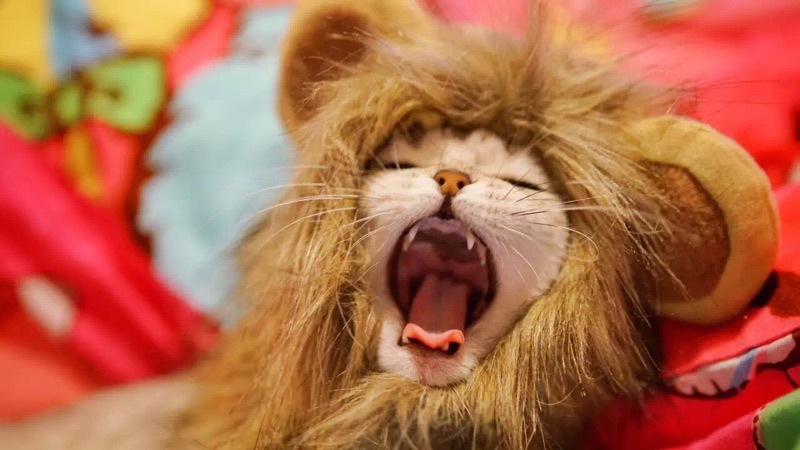Halloween Costume for Cats and Dogs