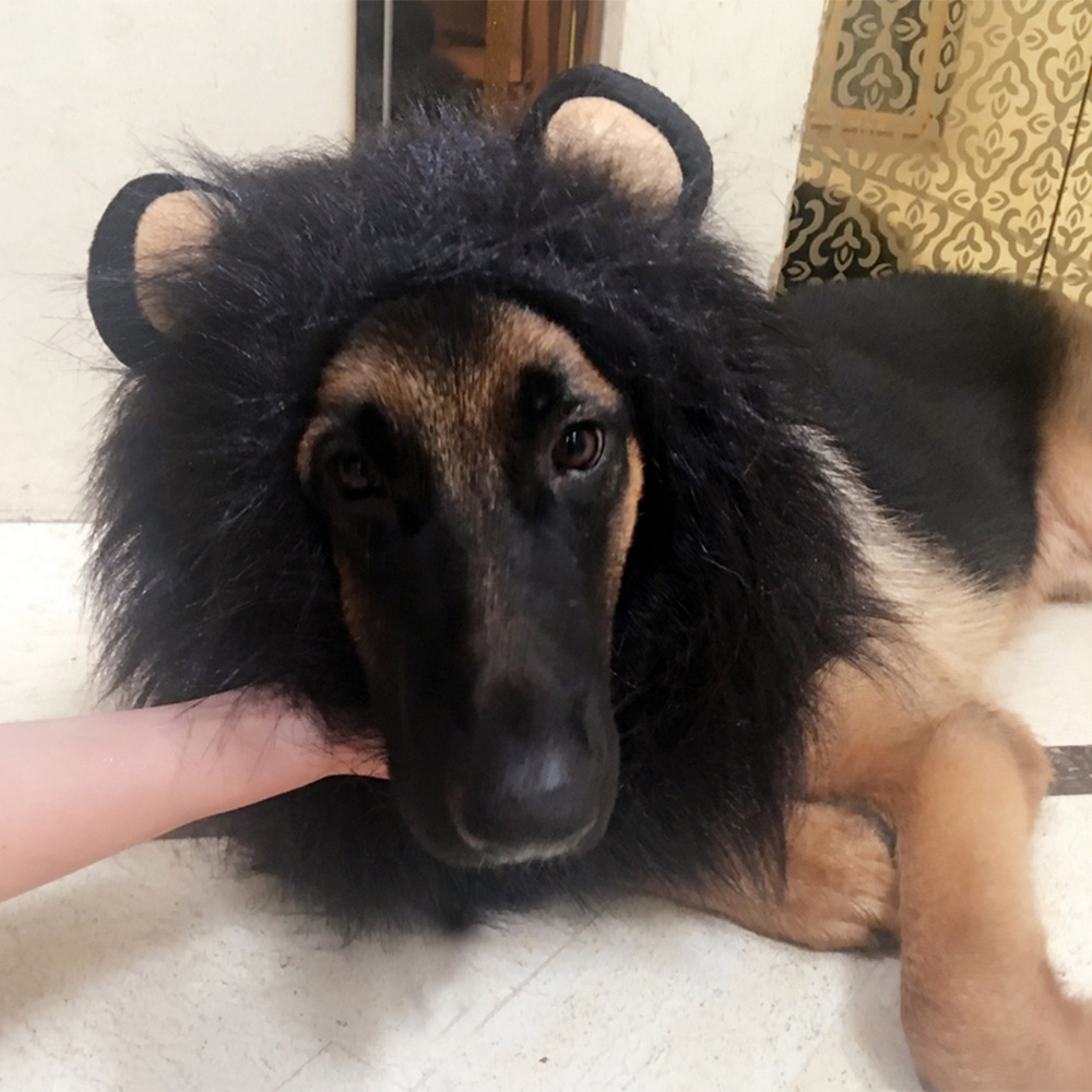 Halloween Costume for Cats and Dogs