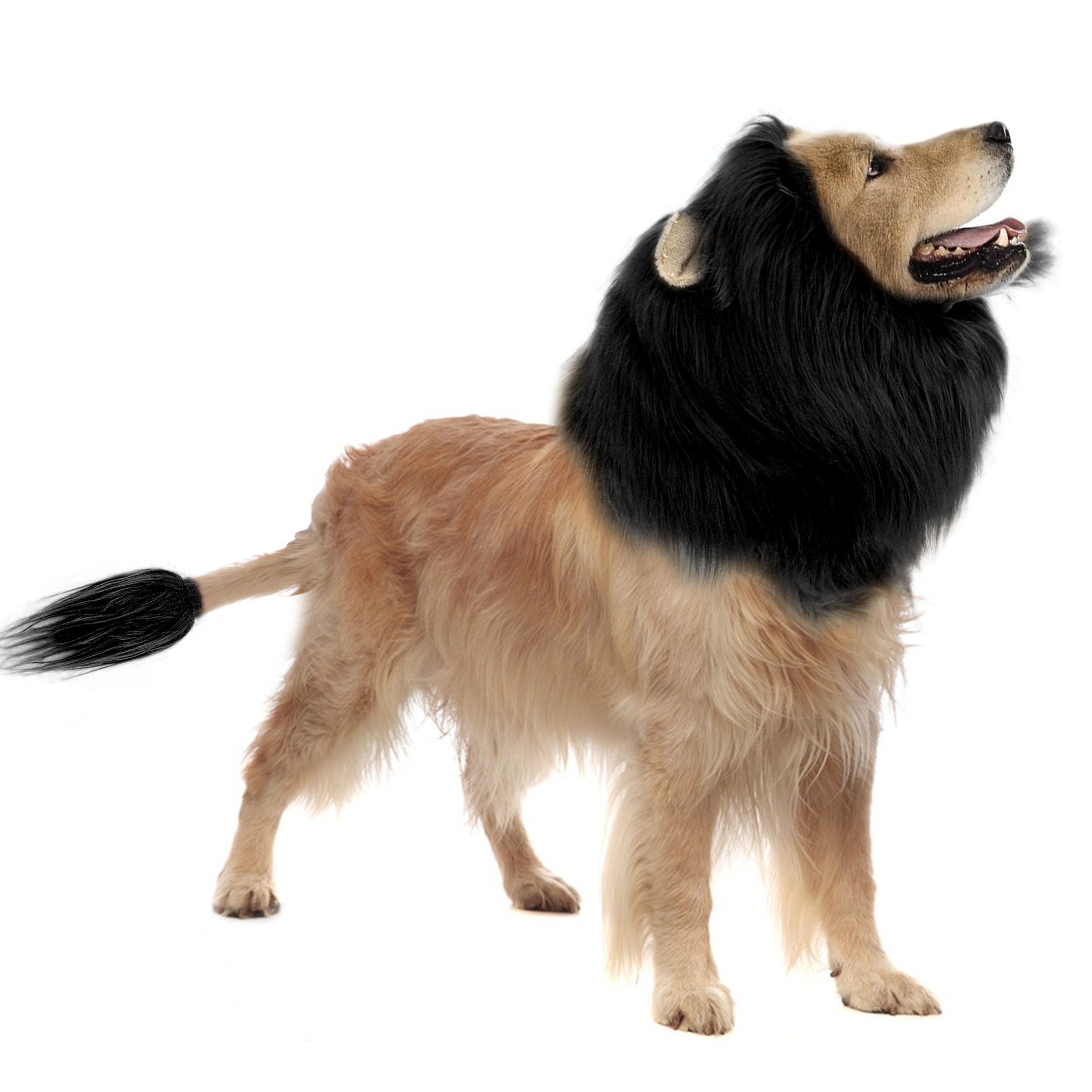 Halloween Costume for Cats and Dogs