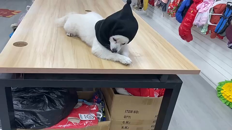 pet hat