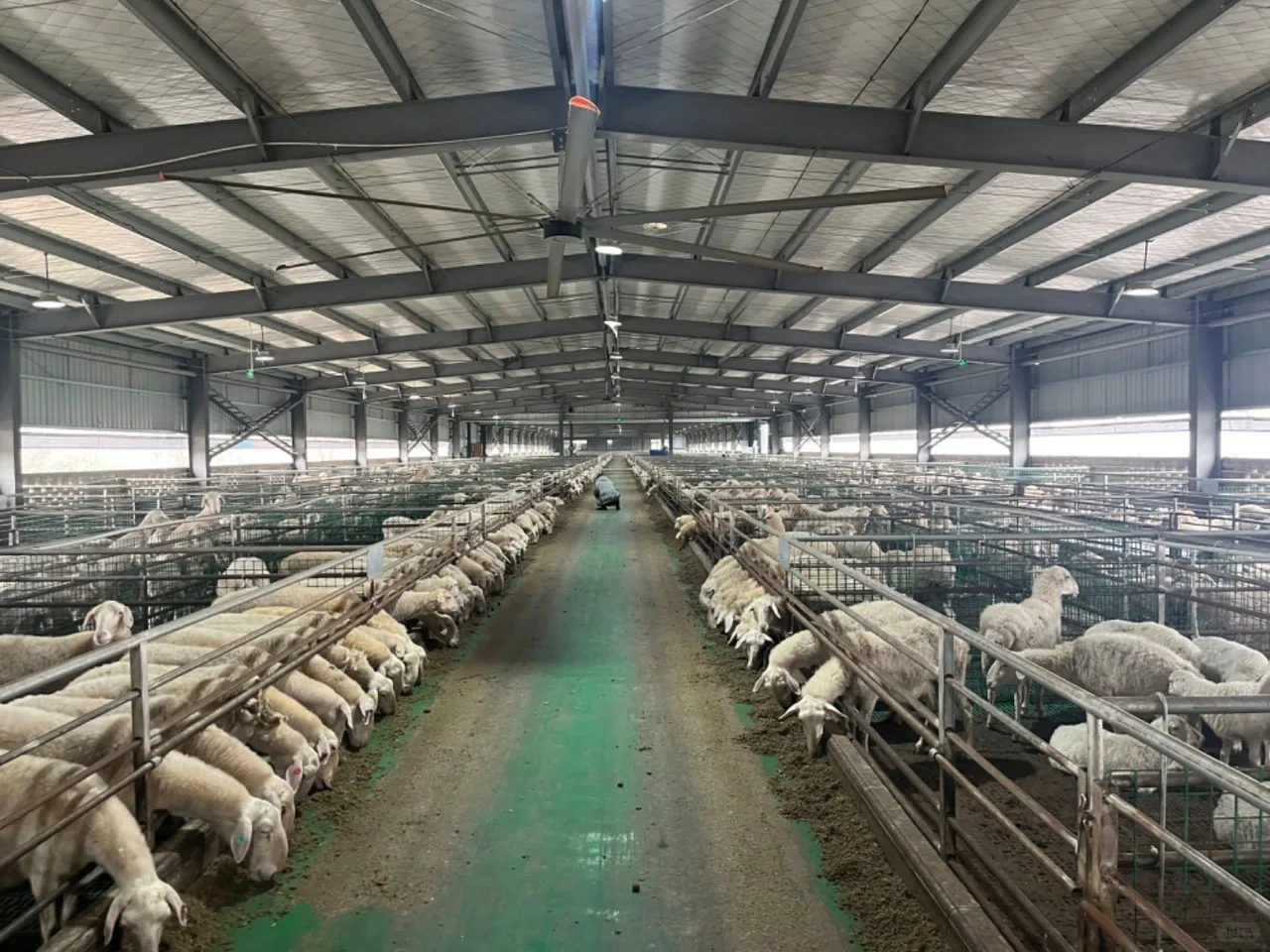 Modern Steel Structure Shed For Chicken Goat Cow 1