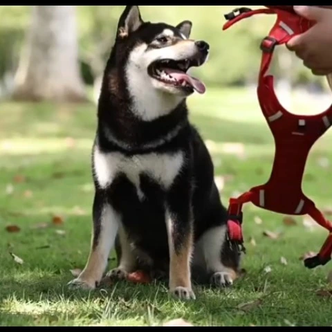 Leicht gewichtete Hundegabel mit leichter reflektierender Funktion 1