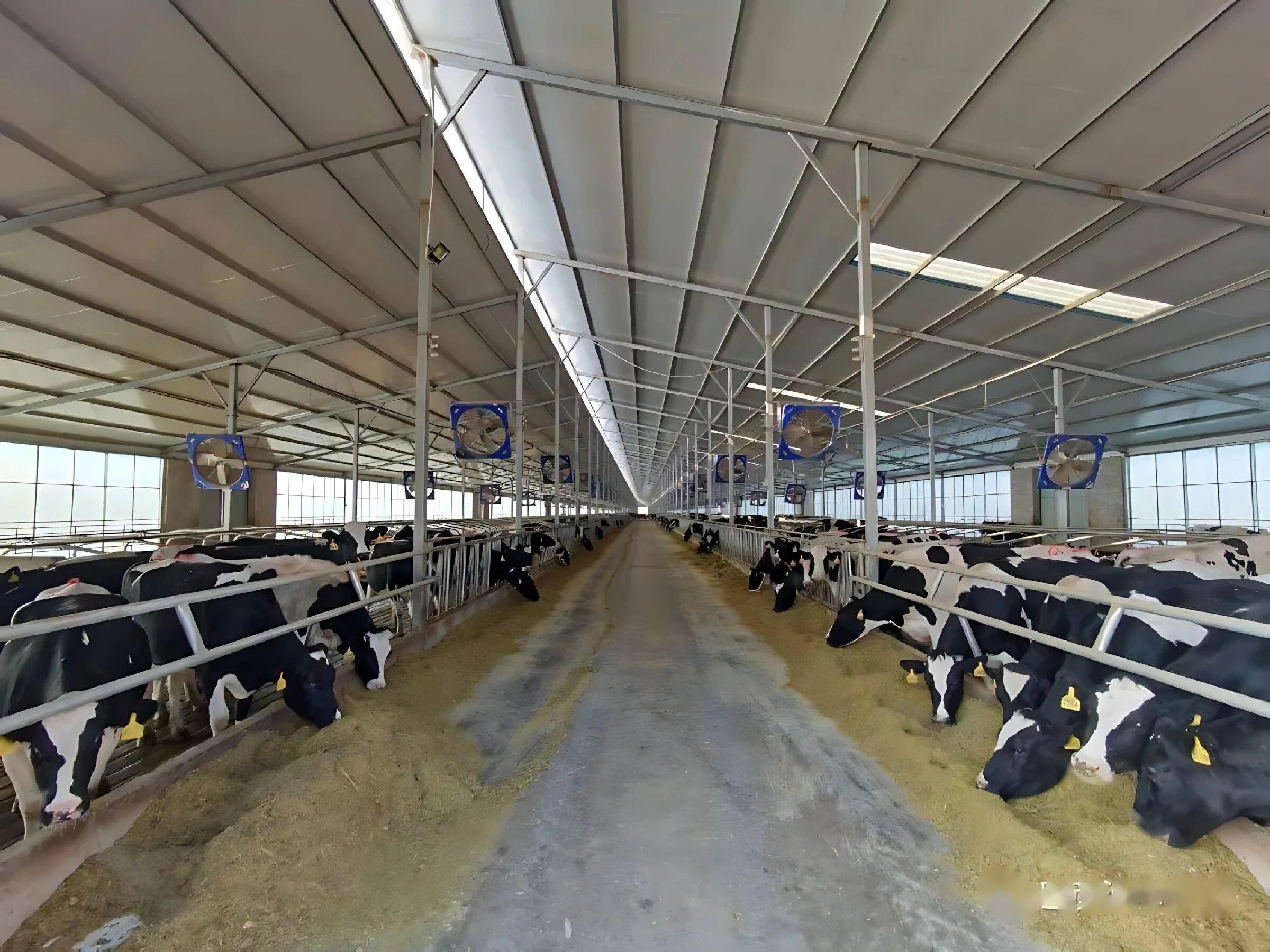 Steel Structure Cow Shed Prefab Steel Farm Building 1