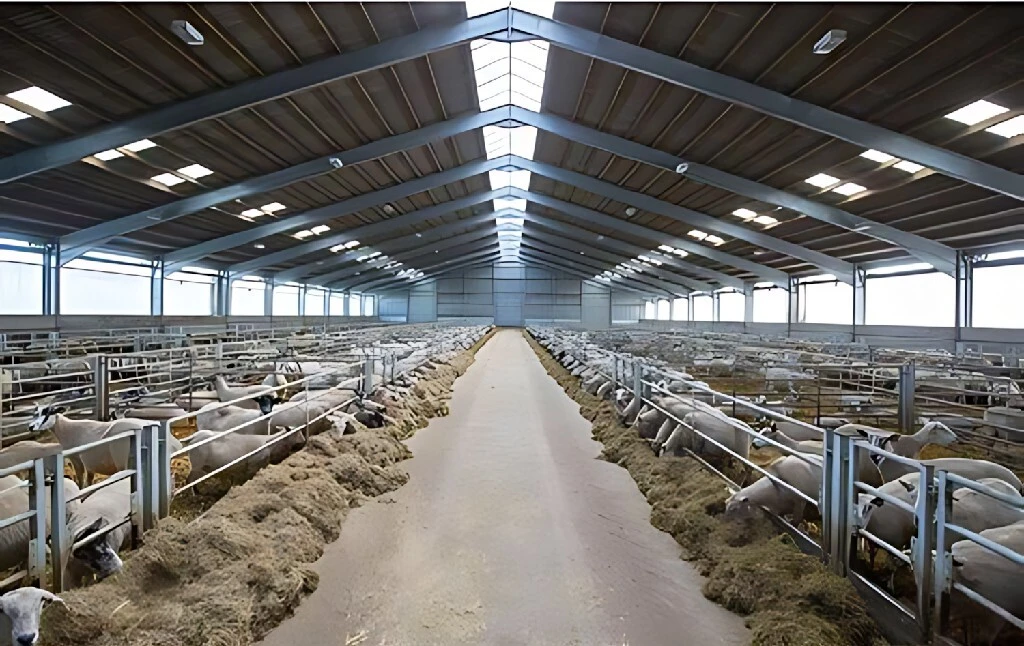 steel structure farming house cow shed cattle shed 1