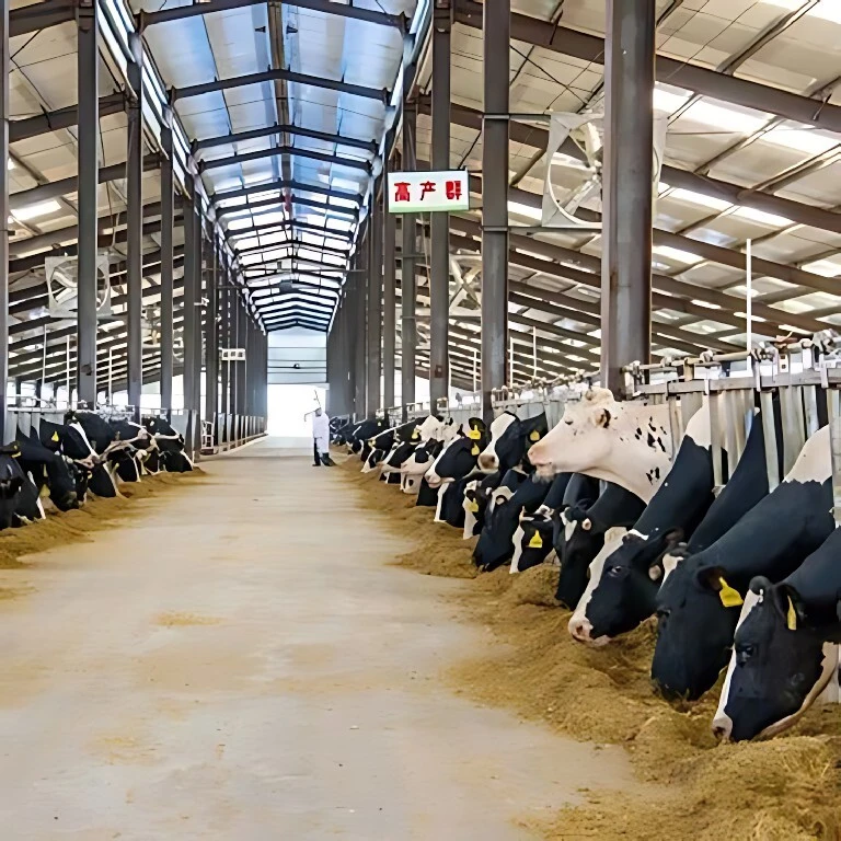 Cow Shed Cattle Shed Steel Structure Farming House 1