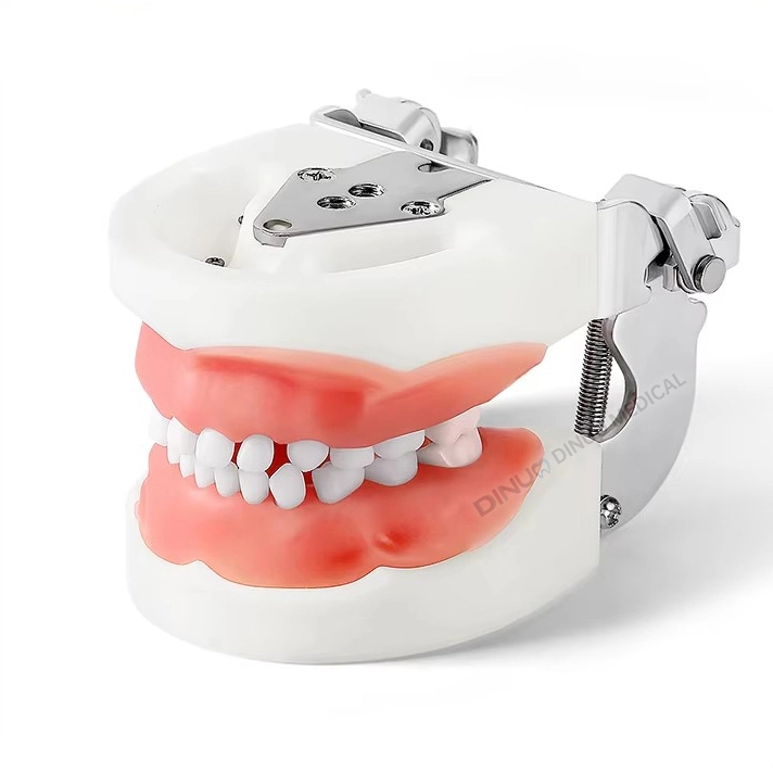 Removable tooth model dentist veneer teeth orthodontic student oral teaching practice product 1
