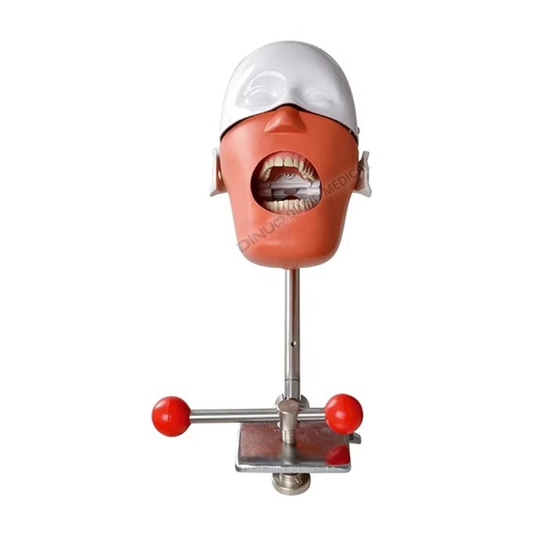 Teaching Medical Models Teeth Model Factory DIrectly Sale Dental Phantom Head for Dental Student 1