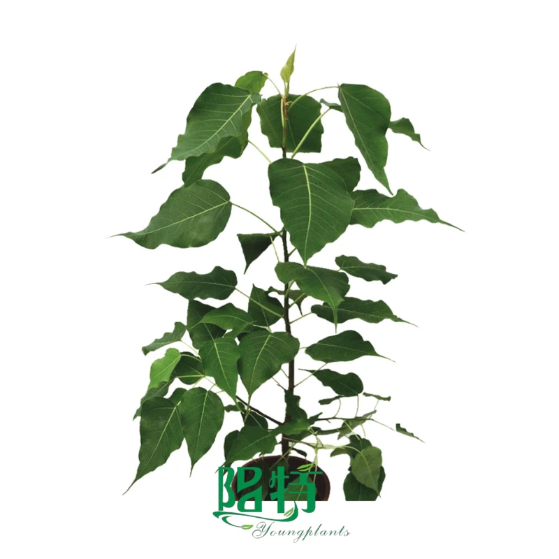 Aglaonema 'Red Moonlight'Tissue Culture Plants – Vibrant Foliage for Growers Indoor Landscaping & Commercial Spaces-1754895993570578 1