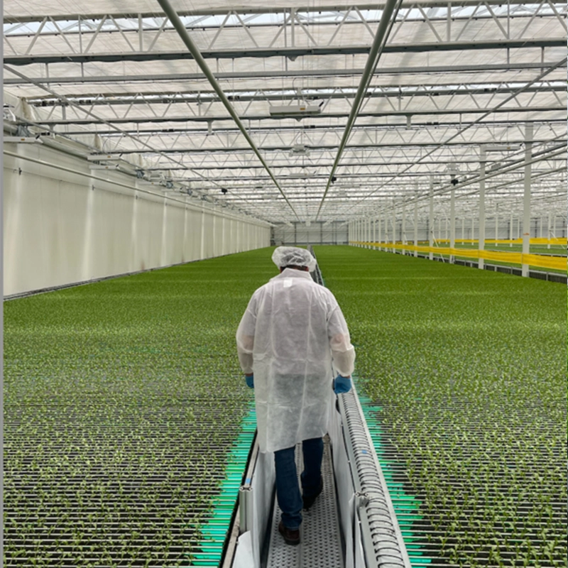 OneOne Multi-span Film Greenhouse for Vegetable Cultivation 1