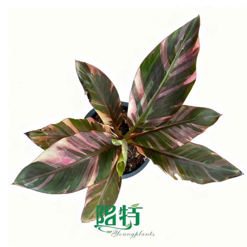 Cây Musa &#39;Nono Pink&#39; nuôi cấy mô - Bán buôn lá đốm hồng 1