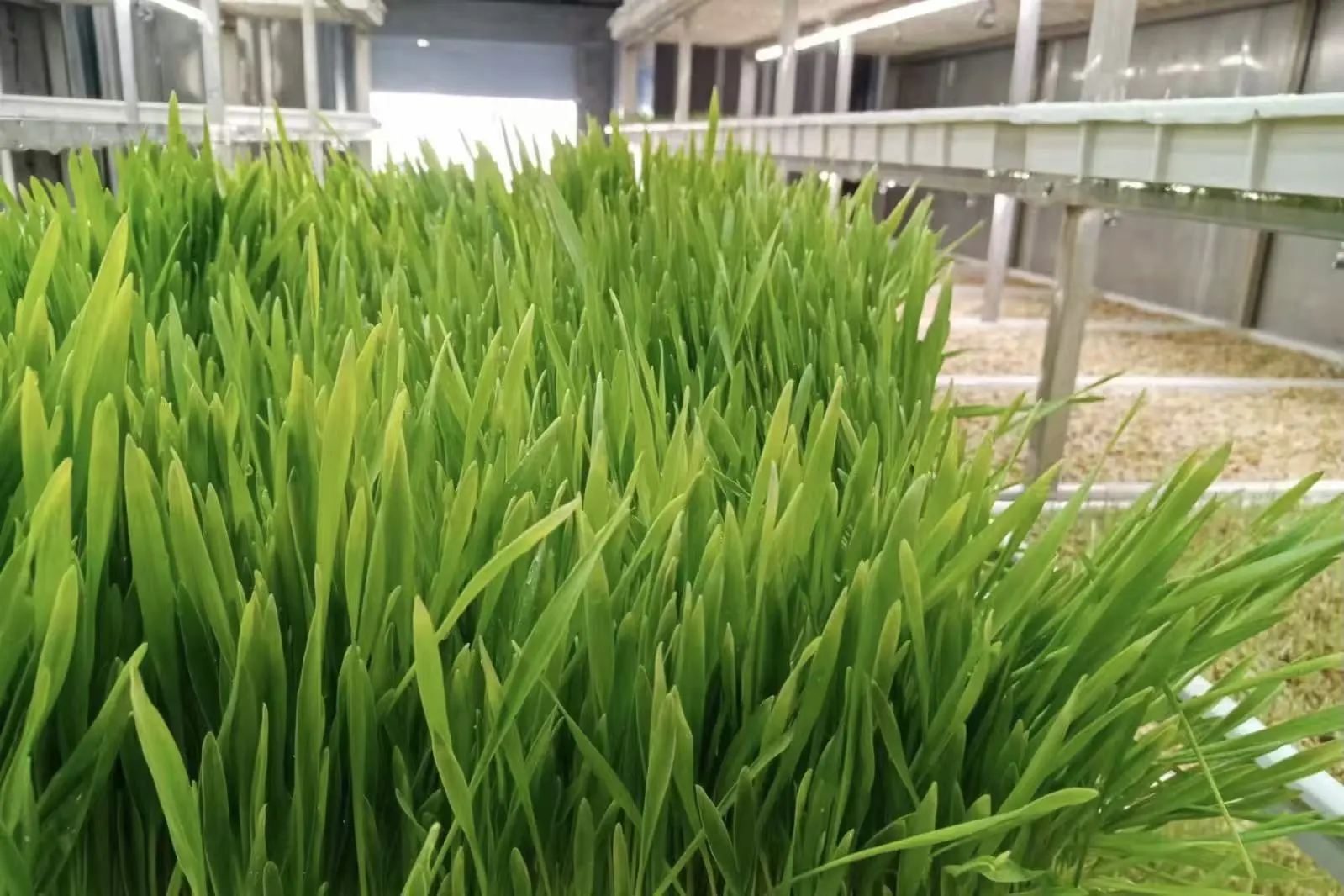 Cultivo hidropónico de forraje en contenedores para la producción de  alimento fresco en la granja ganadera de Israel | Lyine, image size:1599x1066