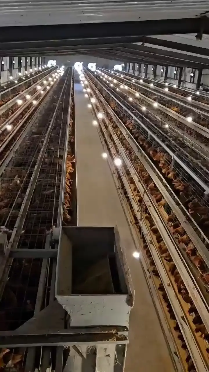 High quality layer hens cage system for hens breeding 1