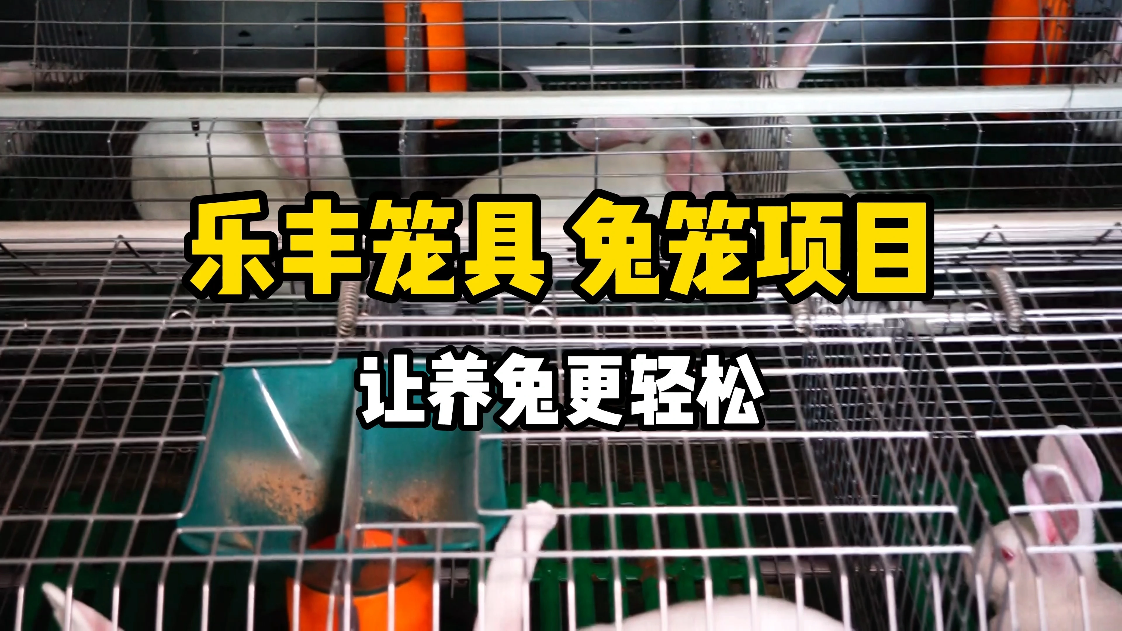 Automated Rabbit Cage for Livestock Farming with Feeding and Cleaning System 1