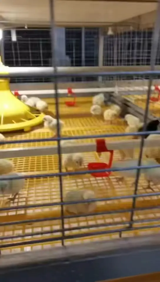 Multi-tier broiler cage breeding system 1