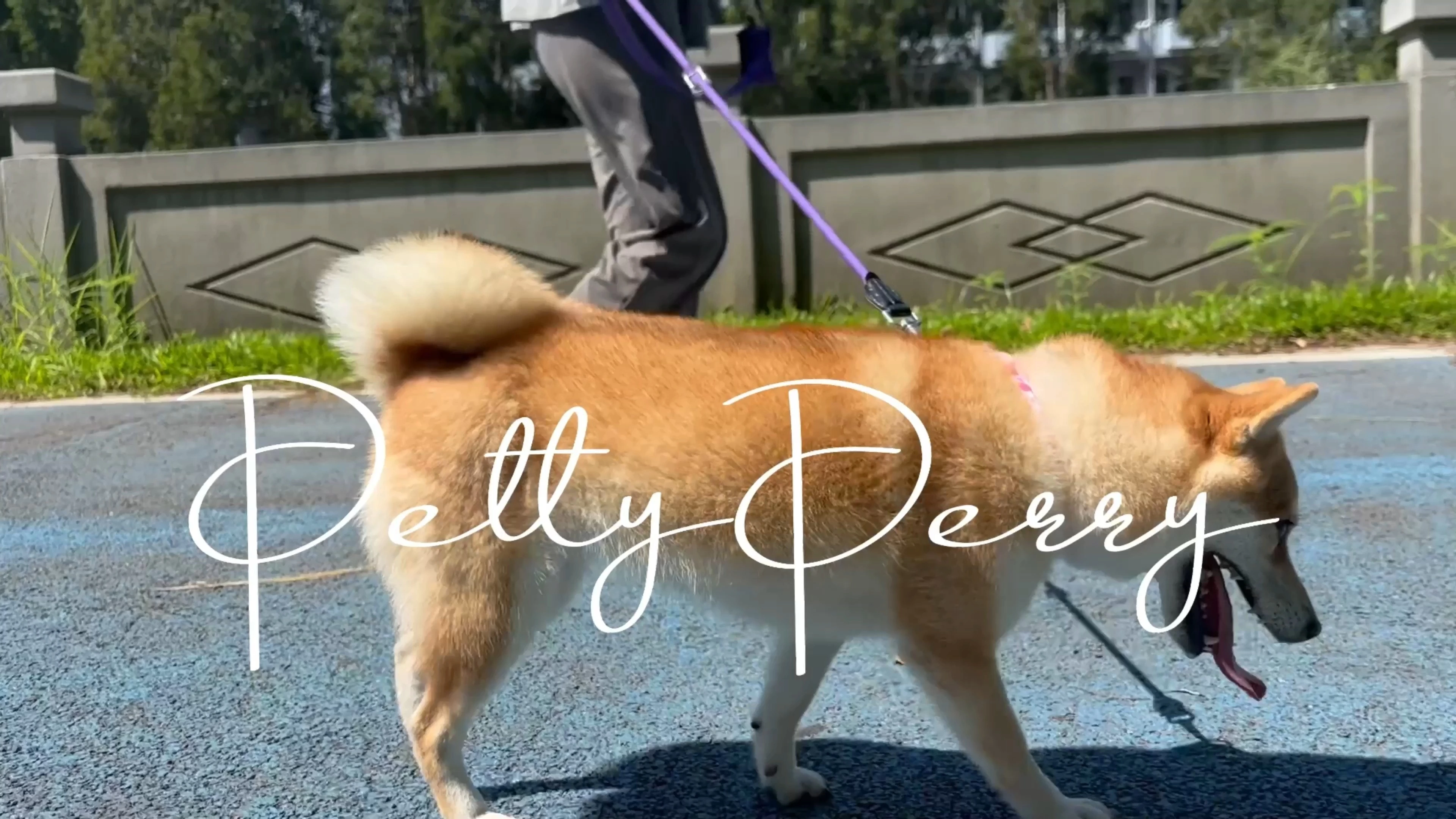 Waterproof AirTag Holder Dog Collar for Small Medium Large Dogs 1